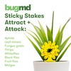 BugMD Sticky Bug Traps (12 Pack) - Indoor Fruit Fly