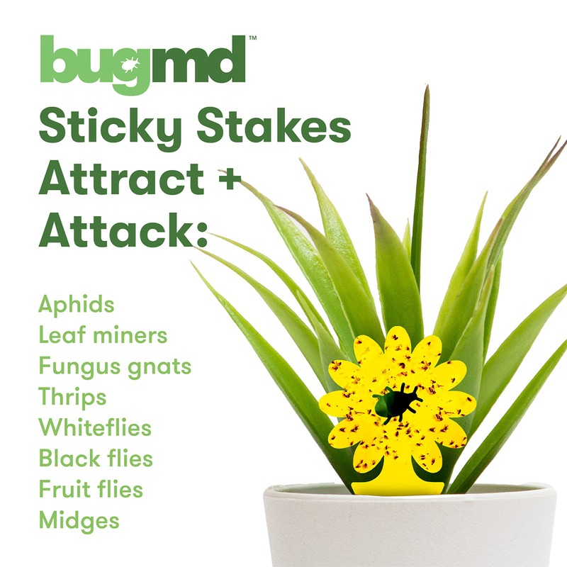 BugMD Sticky Bug Traps (12 Pack) - Indoor Fruit Fly