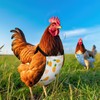 DoubleFill 6 Pcs Washable Chicken Diapers Reusable Pet Diaper with