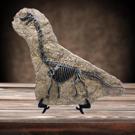 XINDAM Resin Brachiosaurus Dinosaur Fossil Statue Model Simulated Skeleton Home Office Display Decorative Craft Box Decoration (Style 7)