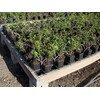 Stuewe & Sons – TP49 Mini Treepot – 4” x