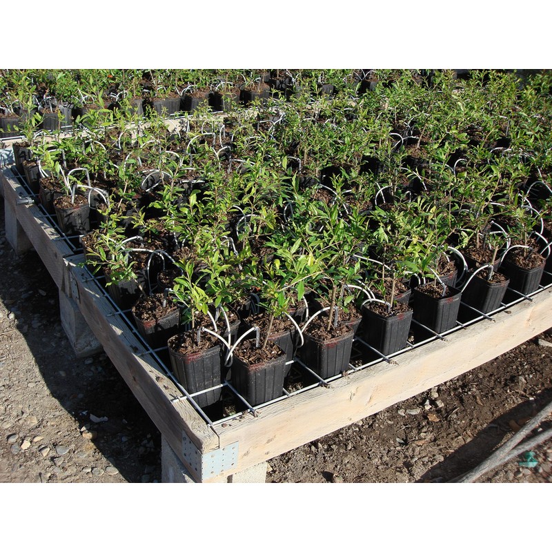 Stuewe & Sons – TP49 Mini Treepot – 4” x