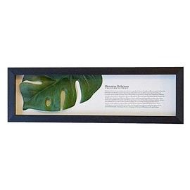 Monstera II Horizontal Black Leaf Frame Panel