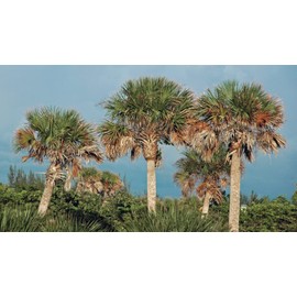 Sabal Palmetto (Palm Tree), Cabbage Palm, 15 Seeds Per Packet, (Isla's Garden Seeds), Non GMO Seeds, Family: Arecaceae, Genus: Sabal