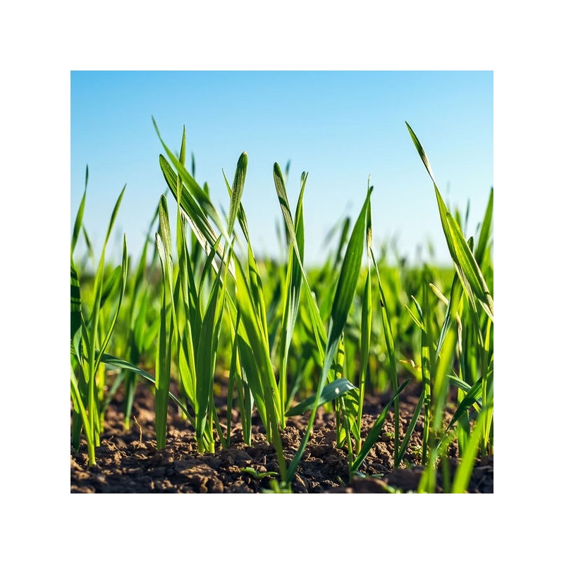 Barley sprout powder Domestic leaf barley sprout powder 500g 2