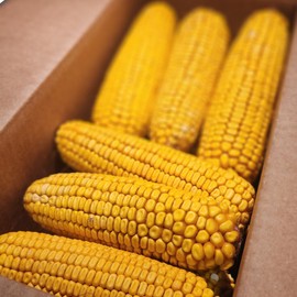 Himsel Farms Wildlife Treats Ear Corn Kernels Hand Packed Boxes Squirrel Food 7 Pound Pack of 1 Yellow