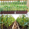 100 PCS 2FT (24 Inch) Bamboo Plant Stakes – Natural
