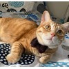 Cat Collar Breakaway with Bowtie Bell, Red Bling Kitten Collar