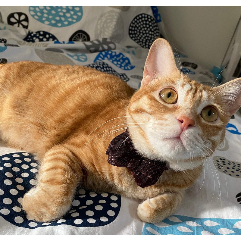 Cat Collar Breakaway with Bowtie Bell, Red Bling Kitten Collar