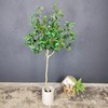 5.5ft Tall Artificial Bay Leaf Tree,Laurus Tree,Bay Tree,Laurel Tree Artificial