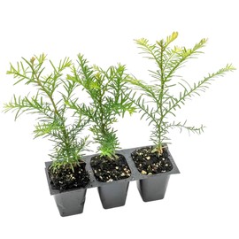 3 Coastal Redwood Trees – Live Plants – Sequoia sempervirens – Thriving in 3” Deep Nursery Cubes – 5-8” Tall, Fast-Growing & Majestic Evergreen