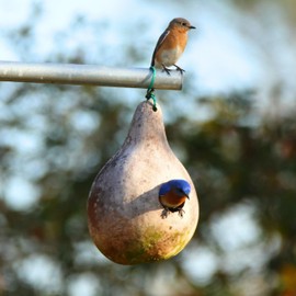 KVITER 10 Purple Martin Bird House Gourd Seeds for Planting (Lagenaria Siceraria) – Bottle Gourd, Calabash, Lauki, Opo, Heirloom Vegetable Garden Seeds – Gourds for Crafts, Martin Houses for Outdoors