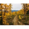 Beardragon Larch (Larix mixed variety, 20 seeds Alaska Wild Harvested