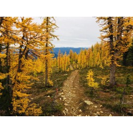 Beardragon Larch (Larix mixed variety, 20 seeds Alaska Wild Harvested
