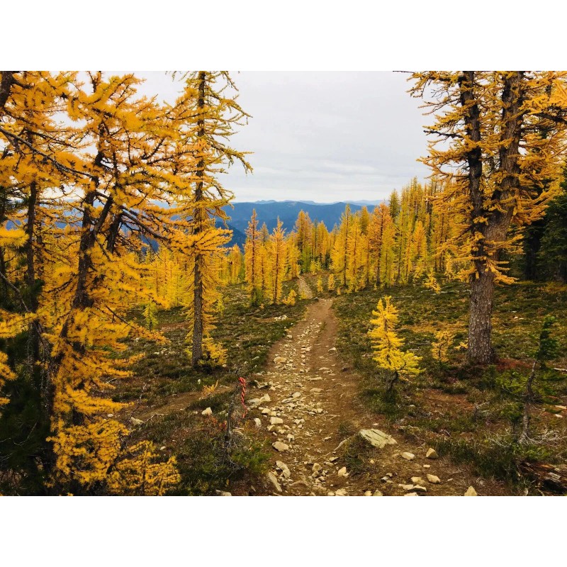 Beardragon Larch (Larix mixed variety, 20 seeds Alaska Wild Harvested