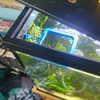 Fish Feeding Ring Floating Food Feeder Circle with Suction Cup