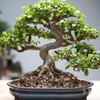 Omitgoter Bonsai Soil Mix 1qt, Potting Soil Mix Ready to