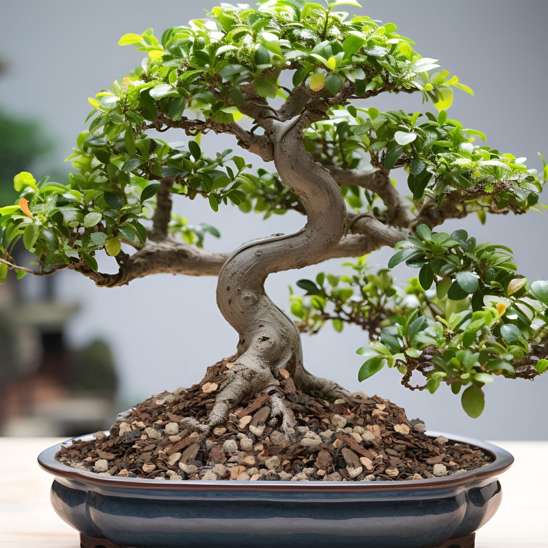 Omitgoter Bonsai Soil Mix 1qt, Potting Soil Mix Ready to