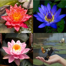 3 Pack Water Lily Live Tubers Plants Aquatic Colorful Pond Freshwater Flower