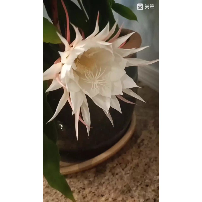 Zensability CUTTING w/ root - Epiphyllum oxipetalum 'Queen of the