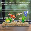 PAVIKE Aquarium Suction Cup Clip [Random Color] Algae Clip Holder
