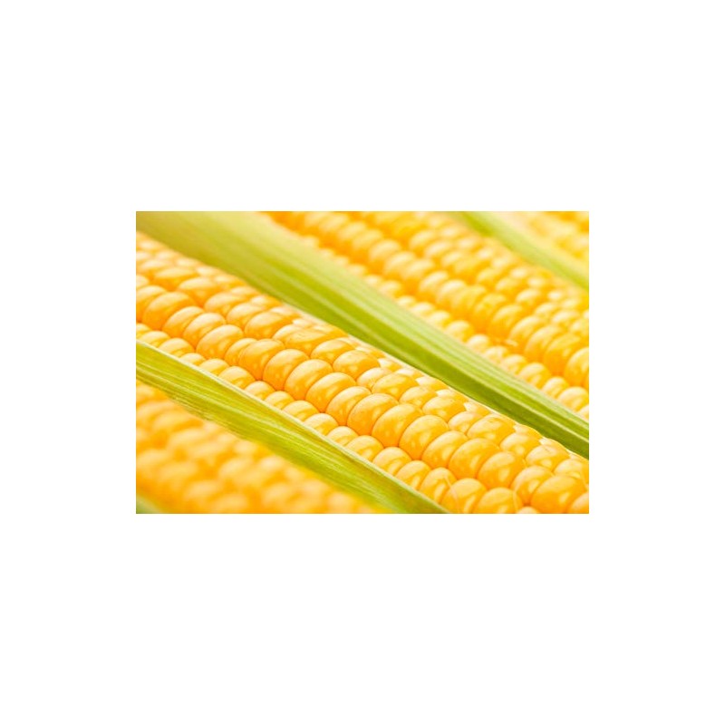 Golden Bantam Sweet Corn Seeds