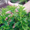 Outsidepride Stevia Sweetie Star Seeds - 50 Pcs. Perennial, Versatile
