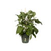 Elho Green Basics 11 Growpot, Indoors and Outdoors