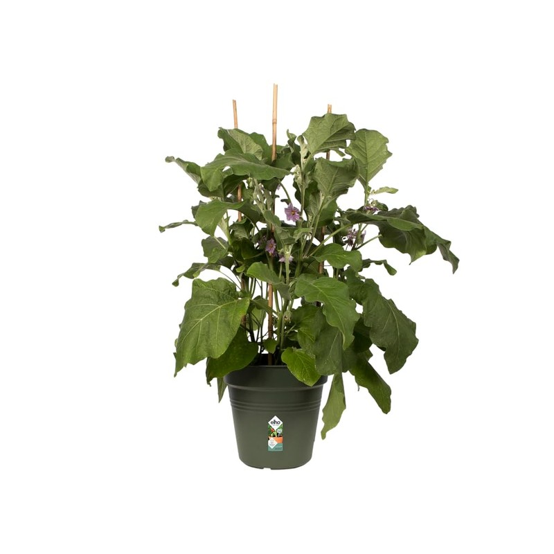 Elho Green Basics 11 Growpot, Indoors and Outdoors