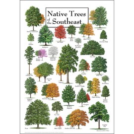 Earth Sky + Water - Native Trees of the Southeast - Poster