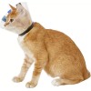 Kong NEW KONG EZ Clear Collar for Dogs & Cats