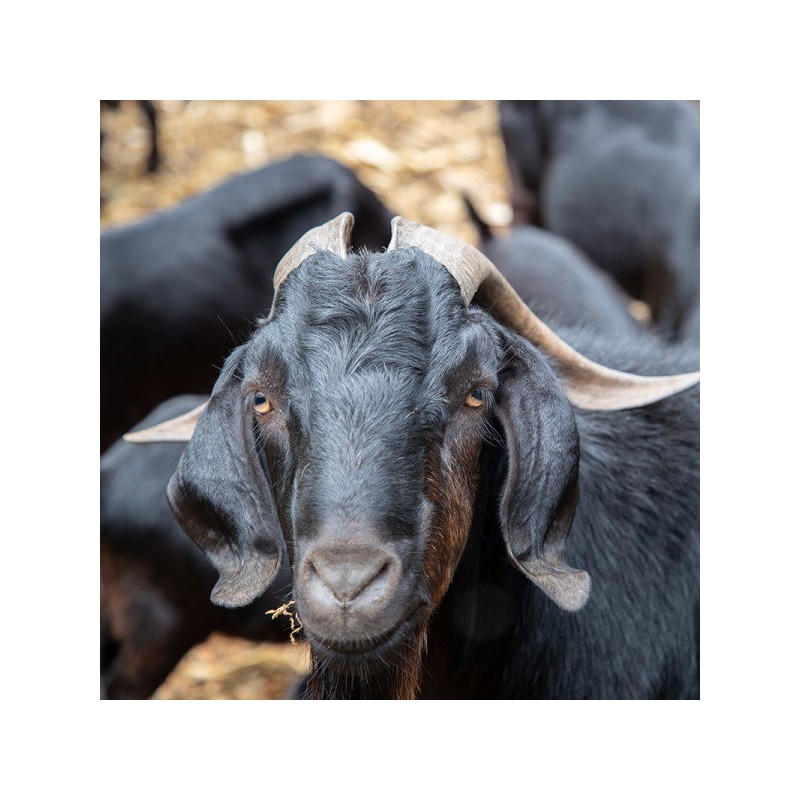 [Cham Goods] Black goat essence extract powder 200g 2 packs