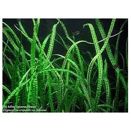 Cryptocoryne Crypt Balansae Large