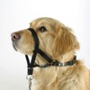 Kerbl Pet Trainings- und Erziehungsgeschirr Maxi Coach, schwarz, < 24