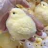1pcs Handmade Taba Squishy Chick Ultra Soft Squishy Fidget Toys