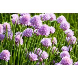 RAISE ME UP: Seeds Chives Green Onion Non GMO Heirloom