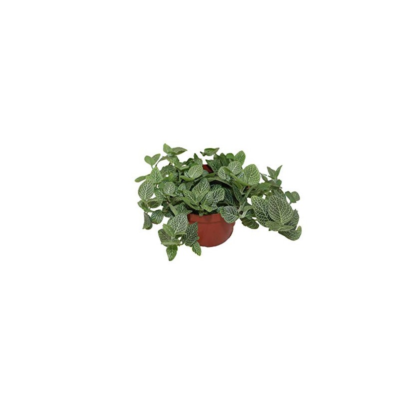 White Fittonia - 6" from California Tropicals