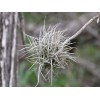 Mother Nature 25 Bulk Ball Clusters Of Tillandsia Recurvata, Air