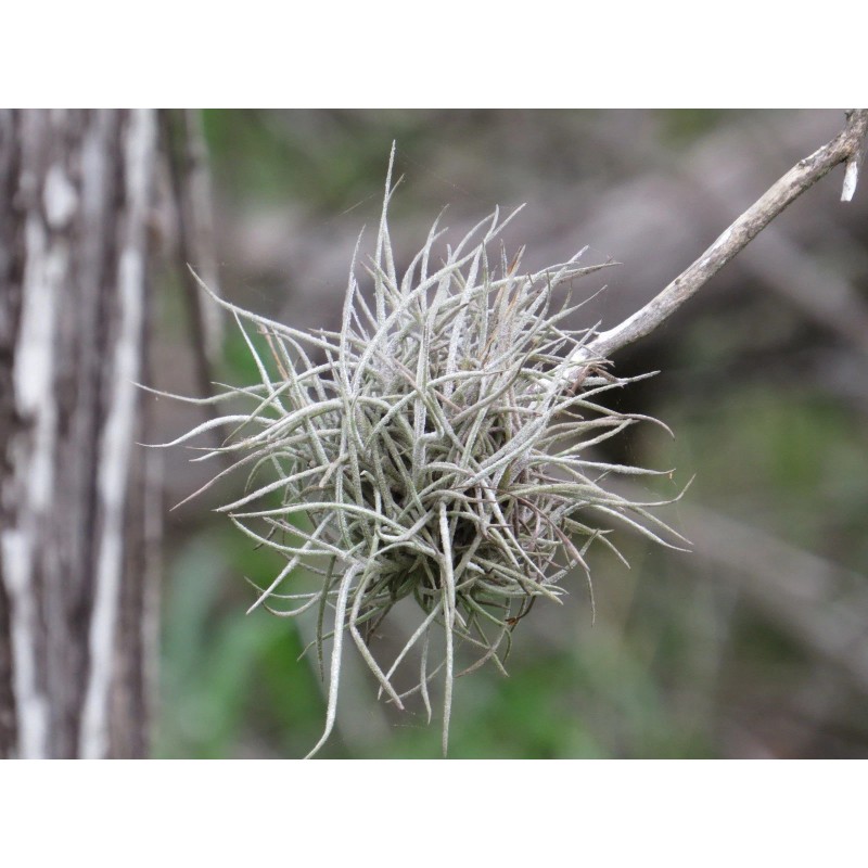 Mother Nature 25 Bulk Ball Clusters Of Tillandsia Recurvata, Air
