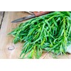 KIRA SEEDS - Seeds French Tarragon Medicinal - Estragon -