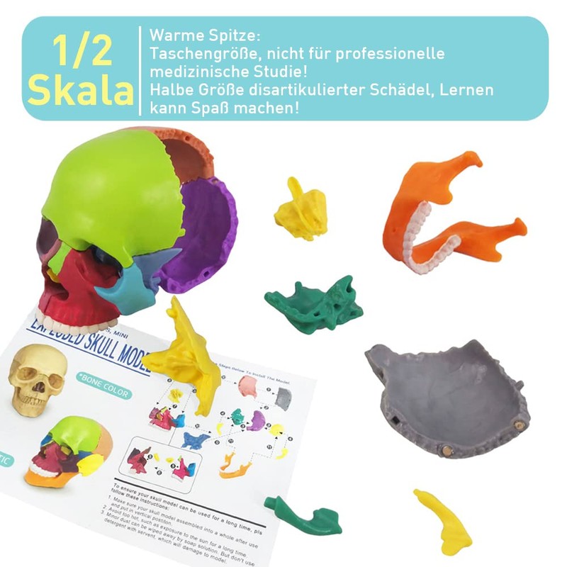 EVOTECH SCIENTIFIC Mini Skull Model, Didactic 15-Piece Palm-sized Anatomy Skull