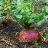 Eden Brothers Rutabaga Seeds - American Purple Top