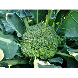 Waltham 29 Heirloom Broccoli Premium Seeds for Planting Packet