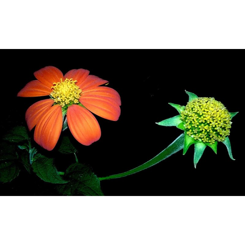 Seeds Bee Blooming Mexican Sunflower Mix - 20 Seeds BOLD