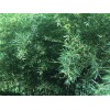 Roots live BAMBOO ROOTS / Plant natural privacy fence CANOPY