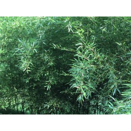 Roots live BAMBOO ROOTS / Plant natural privacy fence CANOPY Perennials