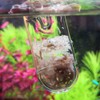 HIERYAN Planaria Trap Catch, Clear Trap Catcher for Cherry Shrimp