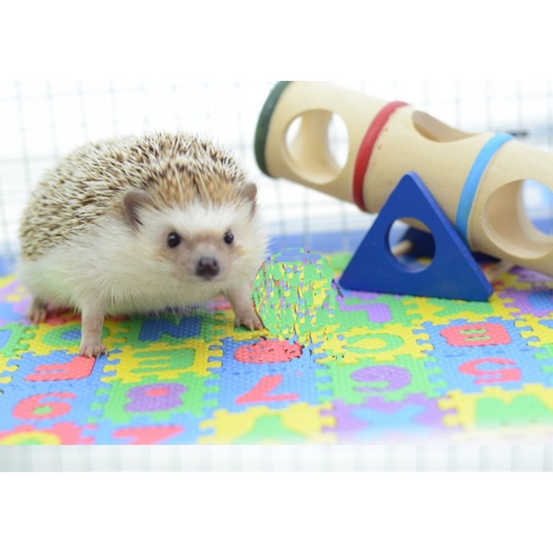 Small EVA Foam Puzzle Floor Play Mat Pets Feeding Box