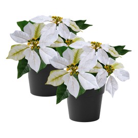 MELAJIA Poinsettias Artificial Christmas Flowers Tabletop 2 Pack Small Poinsettia Plant Artificial 9 Inch Faux Winter Flowers for Xmas Ornament Porch Home Garden Decorations(Cream)