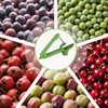 Kirschentkerner Entkerner,Edelstahl Kirschen Kirschentsteiner Entferner,Tragbarer Cherry Corer Pflückhilfe Kirschkernentferner Entkerne